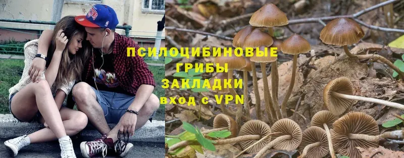 Псилоцибиновые грибы Magic Shrooms  Михайловск 